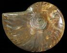 Flashy Red Iridescent Ammonite - Wide #66645-1